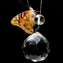 Butterfly and crystal