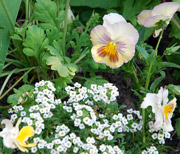 pansies