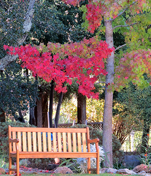 Garden and chair