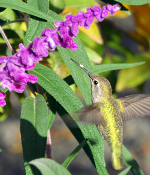 Humming bird